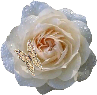 a lovely rose with butterfly